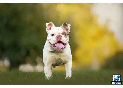 a english bulldog dog running in grass